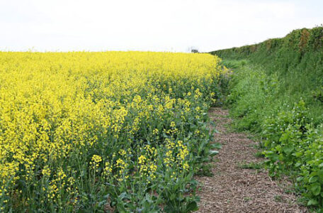 'Climate-Ready' Crop Patents Threaten Biodiversity Image